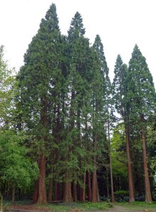 Sequoiafarm_Sequoiadendron_giganteum