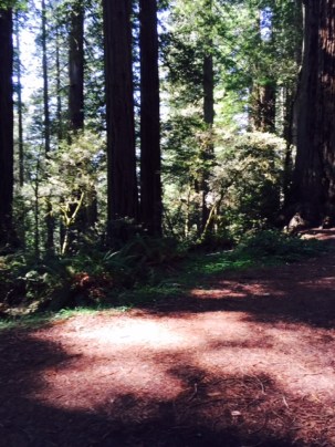Redwoods in Redwood Park, Arcata, CA