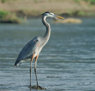 Great-Blue-Heron-tarcoles_1410