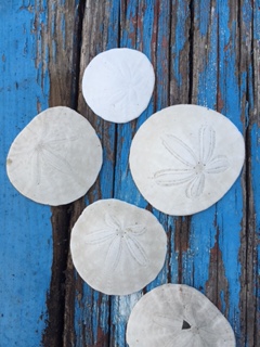 Sand dollars