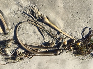 bull-kelp