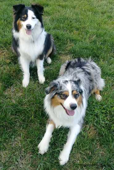AustralianShepherdsTricolorZoey2YearsOldBeauMerle1YearsOldDogs
