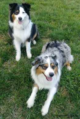 AustralianShepherdsTricolorZoey2YearsOldBeauMerle1YearsOldDogs